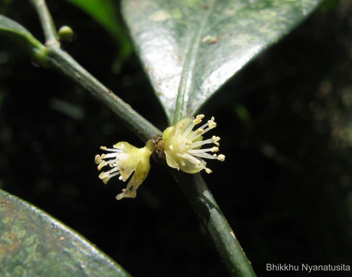 Suregada lanceolata (Willd.) Kuntze